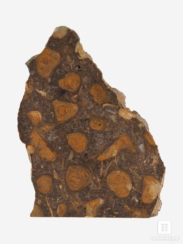 Строматолит. Строматолиты Catavia caratavica из Миньяра, 16,4х10,5х2 см