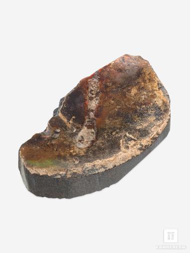 Аммолит. Аммолит (ископаемый перламутр аммонита), 7х3,9х1,5 см