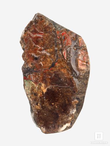 Аммолит. Аммолит (ископаемый перламутр аммонита), 8,3х4,7х1,8 см