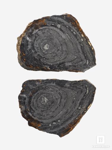 Строматолит. Строматолиты Conophyton cylindricum из Бакала, 14,7х10,6х2,2 см