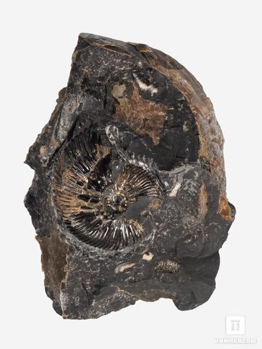 Аммонит. Аммонит в породе, 11,2х8,3х3,3 см