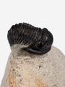 Трилобит Gerastos sp., 6х6х2,8 см, 20812, фото 1