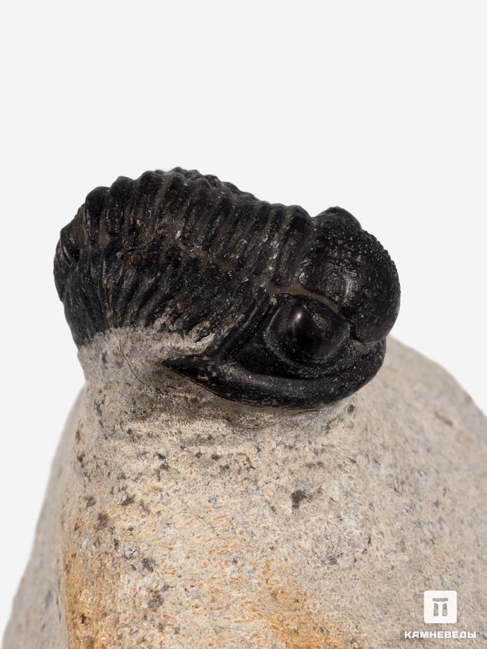Трилобит Gerastos sp., 6х6х2,8 см, 20812, фото 1
