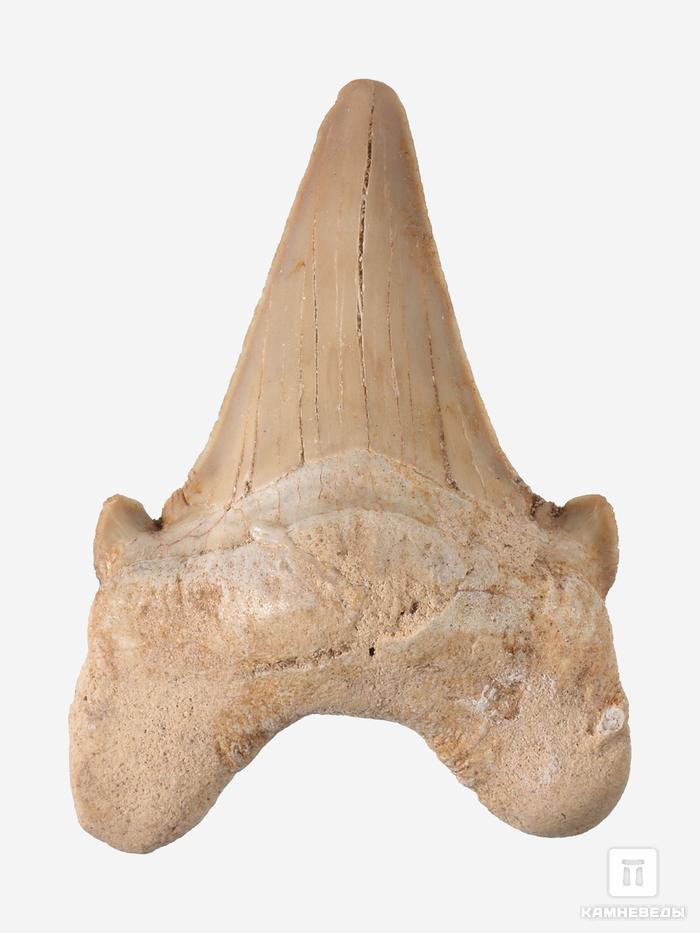 Зуб акулы Otodus obliquus (I сорт), 4,5х3,5 см, 21485, фото 1