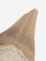 Зуб акулы Otodus obliquus (I сорт), 7х4,5 см, 21490, фото 2