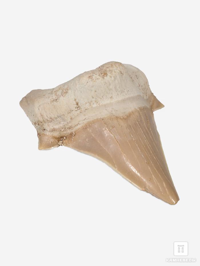 Зуб акулы Otodus obliquus (I сорт), 7х4,5 см, 21490, фото 3
