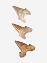 Зуб акулы Otodus obliquus (I сорт), 7х4,5 см, 21490, фото 1