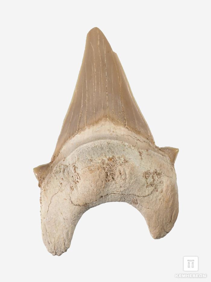 Зуб акулы Otodus obliquus (I сорт), 7х4,5 см, 21490, фото 4