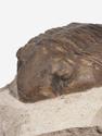 Трилобит Delphasaphus delphinus (LAWROW 1856) на породе, 11,8х8,2х3,1 см, 18499, фото 2