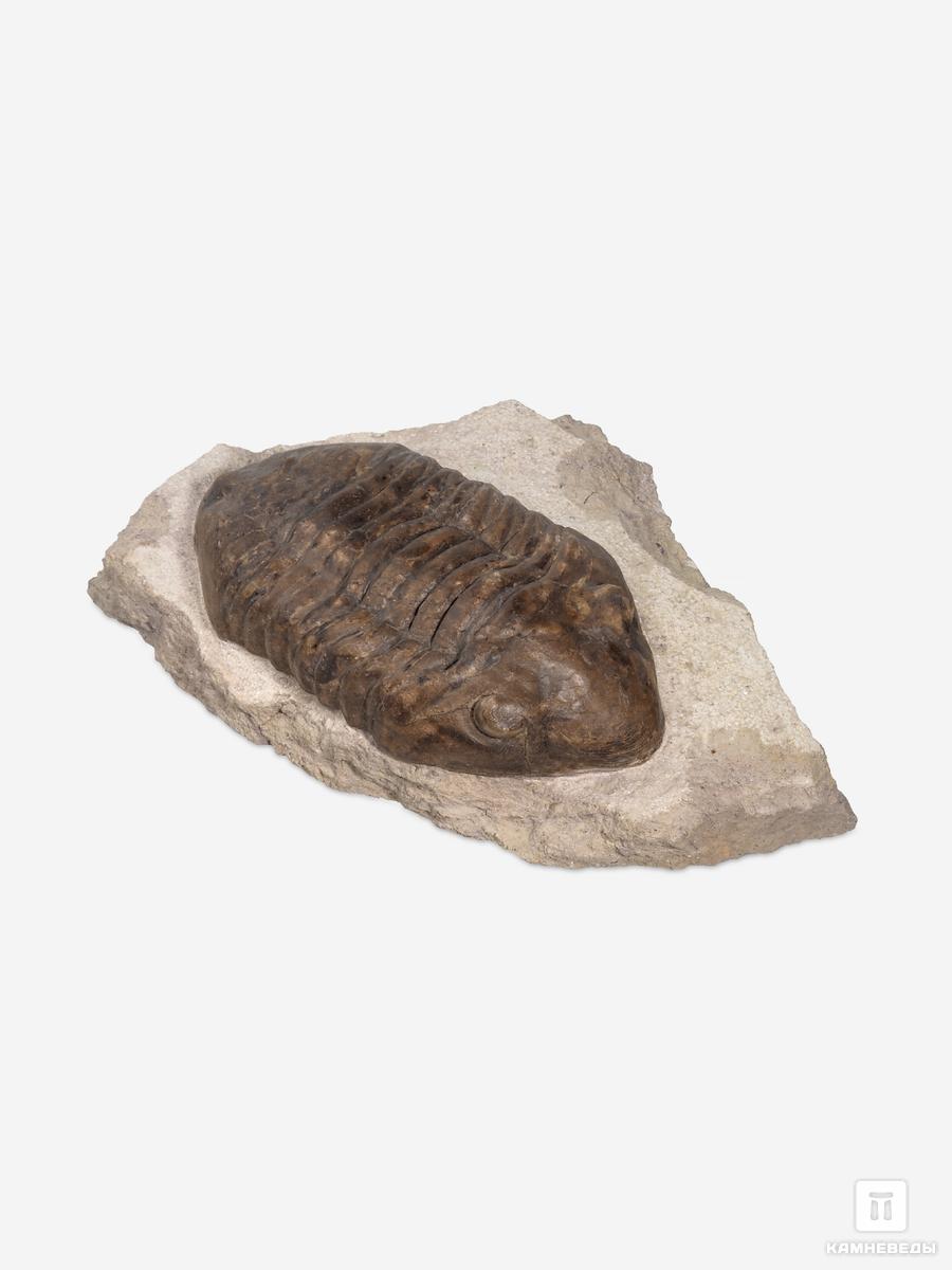 

Трилобит Delphasaphus delphinus (LAWROW 1856) на породе, 11
