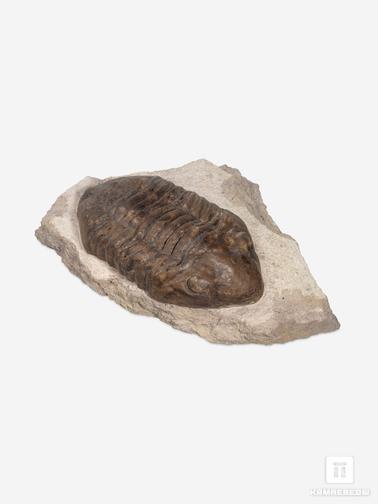 Трилобиты. Трилобит Delphasaphus delphinus (LAWROW 1856) на породе, 11,8х8,2х3,1 см