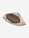Трилобит Delphasaphus delphinus (LAWROW 1856) на породе, 11,8х8,2х3,1 см, 18499, фото 1