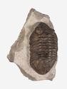 Трилобит Delphasaphus delphinus (LAWROW 1856) на породе, 11,8х8,2х3,1 см, 18499, фото 3