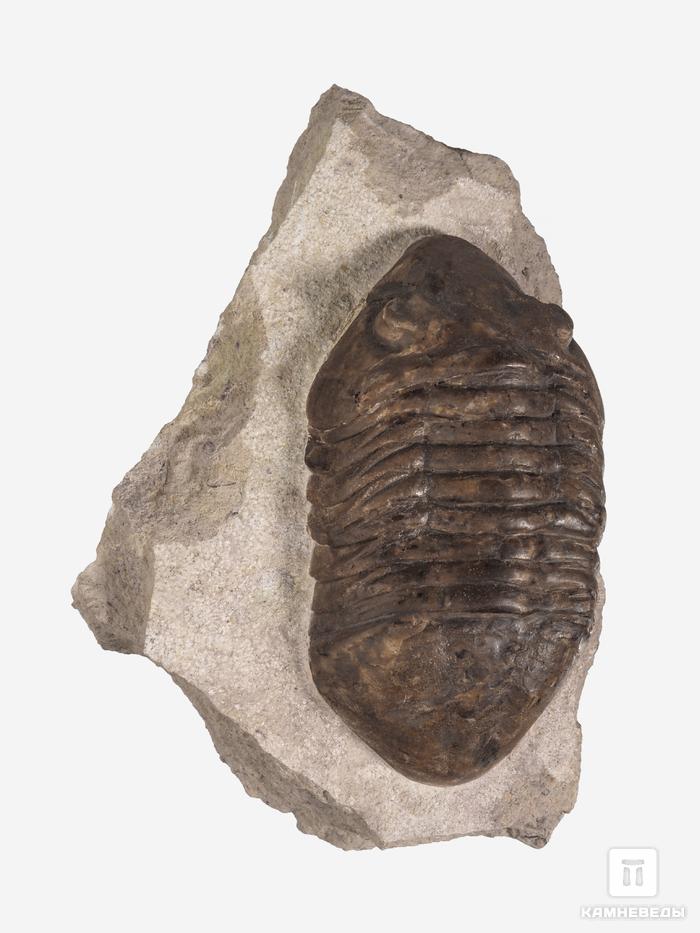 Трилобит Delphasaphus delphinus (LAWROW 1856) на породе, 11,8х8,2х3,1 см, 18499, фото 3