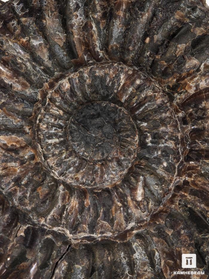 Аммонит, 9,8х9,7х4,5 см, 18528, фото 4