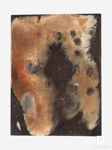 Аммолит. Аммолит (ископаемый перламутр аммонита), 6х4,5х0,5 см
