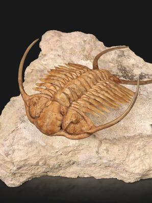 Трилобит Paraceraurus exsul (BEYRICH 1846), на породе 14х13х7 см