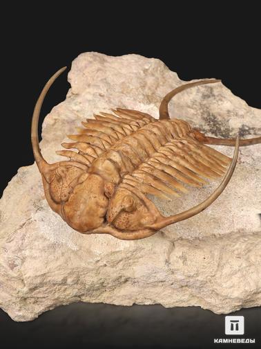 Трилобиты. Трилобит Paraceraurus exsul (BEYRICH 1846), на породе 14х13х7 см