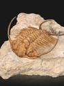 Трилобит Paraceraurus exsul (BEYRICH 1846), на породе 14х13х7 см, 32497, фото 1
