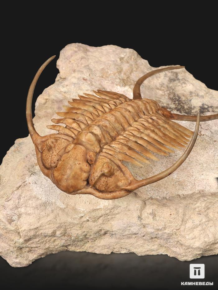 Трилобит Paraceraurus exsul (BEYRICH 1846), на породе 14х13х7 см, 32497, фото 1