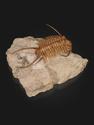 Трилобит Paraceraurus exsul (BEYRICH 1846), на породе 14х13х7 см, 32497, фото 6
