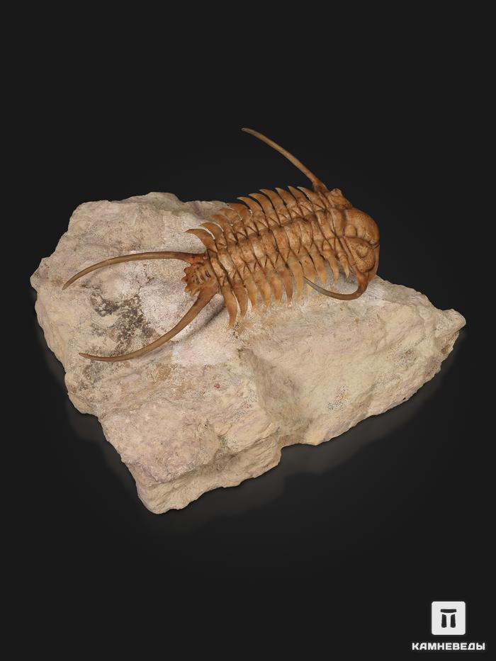 Трилобит Paraceraurus exsul (BEYRICH 1846), на породе 14х13х7 см, 32497, фото 6