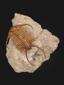 Трилобит Paraceraurus exsul (BEYRICH 1846), на породе 14х13х7 см, 32497, фото 4