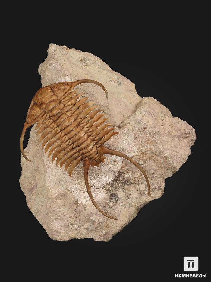 Трилобит Paraceraurus exsul (BEYRICH 1846), на породе 14х13х7 см, 32497, фото 4
