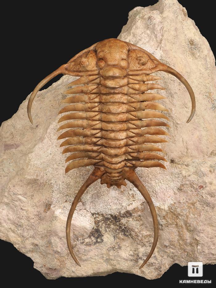 Трилобит Paraceraurus exsul (BEYRICH 1846), на породе 14х13х7 см, 32497, фото 2