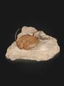 Трилобит Paraceraurus exsul (BEYRICH 1846), на породе 14х13х7 см, 32497, фото 3
