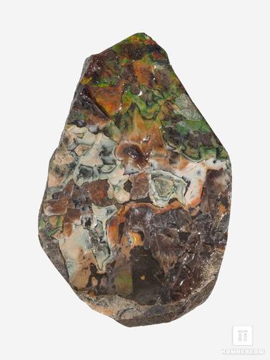 Аммолит. Аммолит (ископаемый перламутр аммонита), 9х6,3х1,9 см