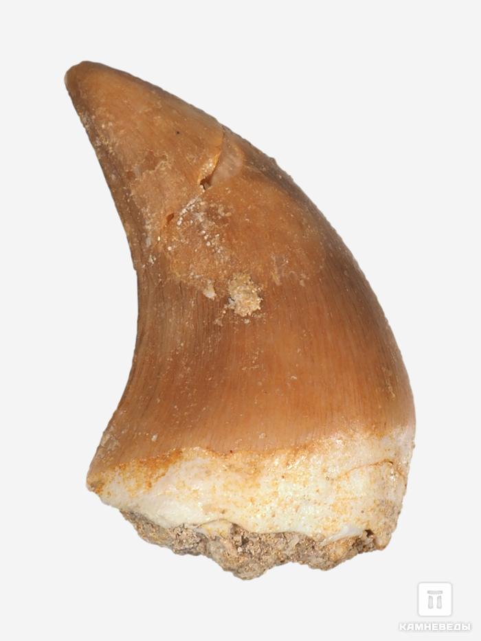 Зуб мозазавра окаменелый (Mosasaurus anceps), 2-3 см, 8-6/12, фото 1
