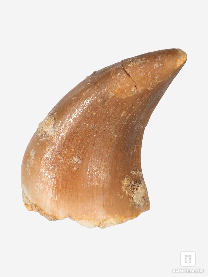 Зуб мозазавра окаменелый (Mosasaurus anceps), 2-3 см, 8-6/12, фото 2