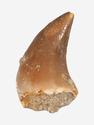 Зуб мозазавра окаменелый (Mosasaurus anceps), 2-3 см, 8-6/12, фото 3