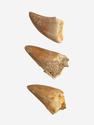 Зуб мозазавра окаменелый (Mosasaurus anceps), 2-2,5 см, 10020, фото 1
