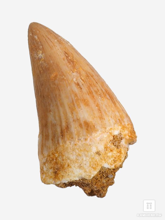 Зуб мозазавра окаменелый (Mosasaurus anceps), 2-2,5 см, 10020, фото 3