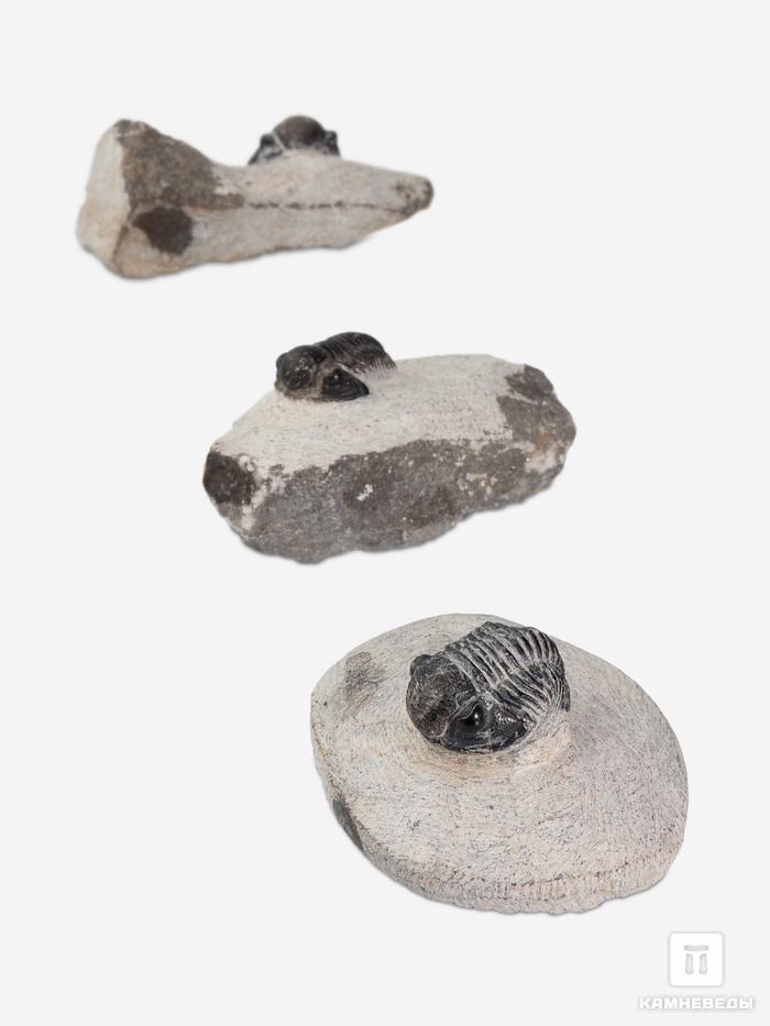 Трилобит Gerastos sp., 5,8х5,1х1,9 см, 20833, фото 1