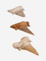Зуб акулы Otodus obliquus (I сорт), 4х3 см, 21484, фото 1