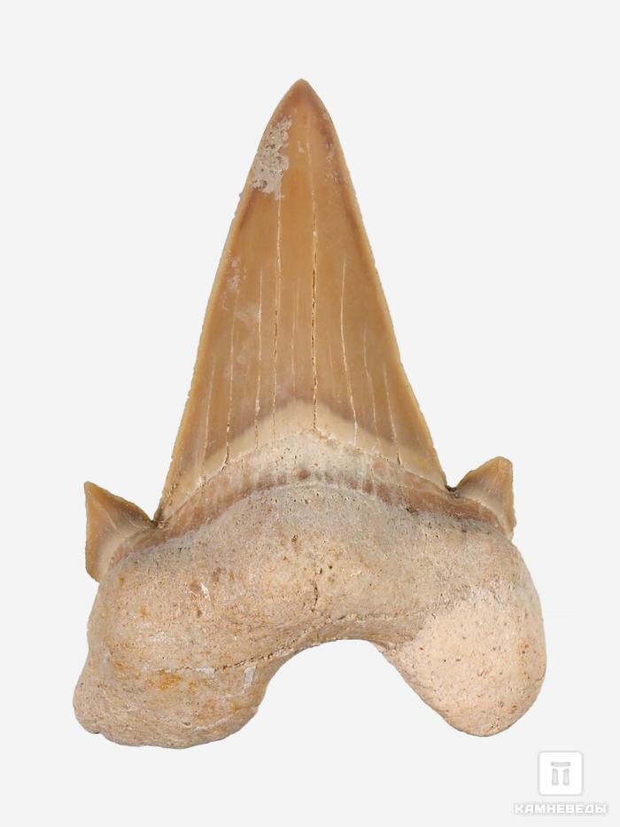 Зуб акулы Otodus obliquus (I сорт), 4х3 см, 21484, фото 2