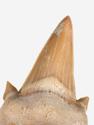 Зуб акулы Otodus obliquus (I сорт), 4х3 см, 21484, фото 3