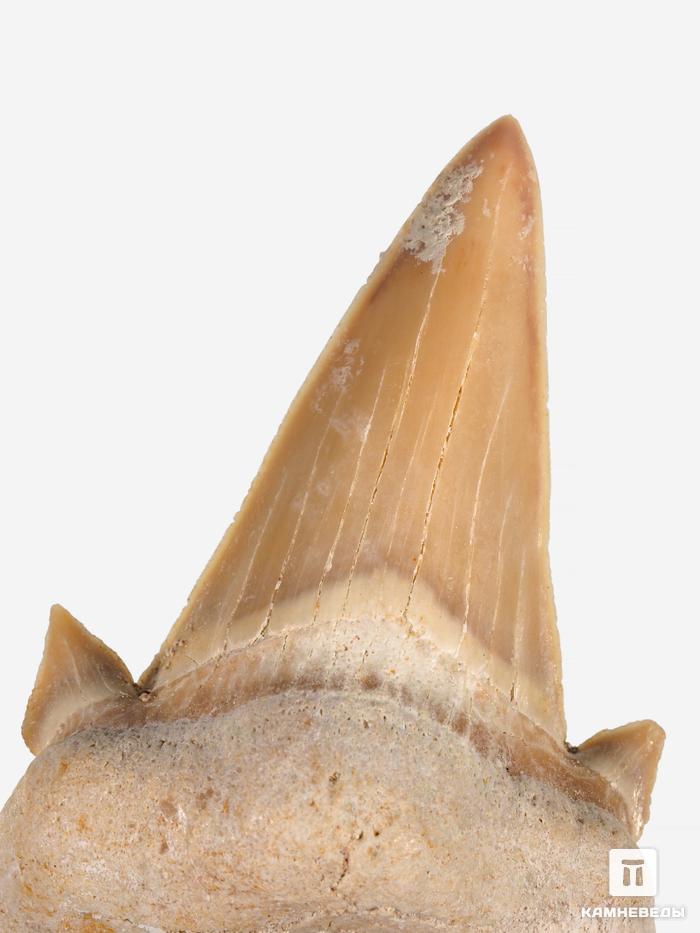 Зуб акулы Otodus obliquus (I сорт), 4х3 см, 21484, фото 3