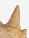 Зуб акулы Otodus obliquus (I сорт), 3,5х2,5 см, 21482, фото 2