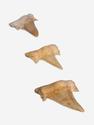 Зуб акулы Otodus obliquus (I сорт), 3,5х2,5 см, 21482, фото 3