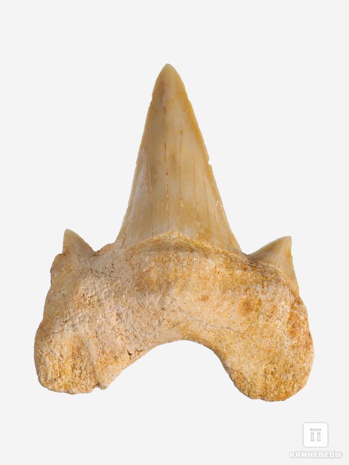 Зуб акулы Otodus obliquus (I сорт), 3,5х2,5 см, 21482, фото 1