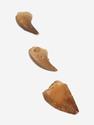Зуб мозазавра окаменелый (Mosasaurus anceps), 1,5-2 см, 9948, фото 2