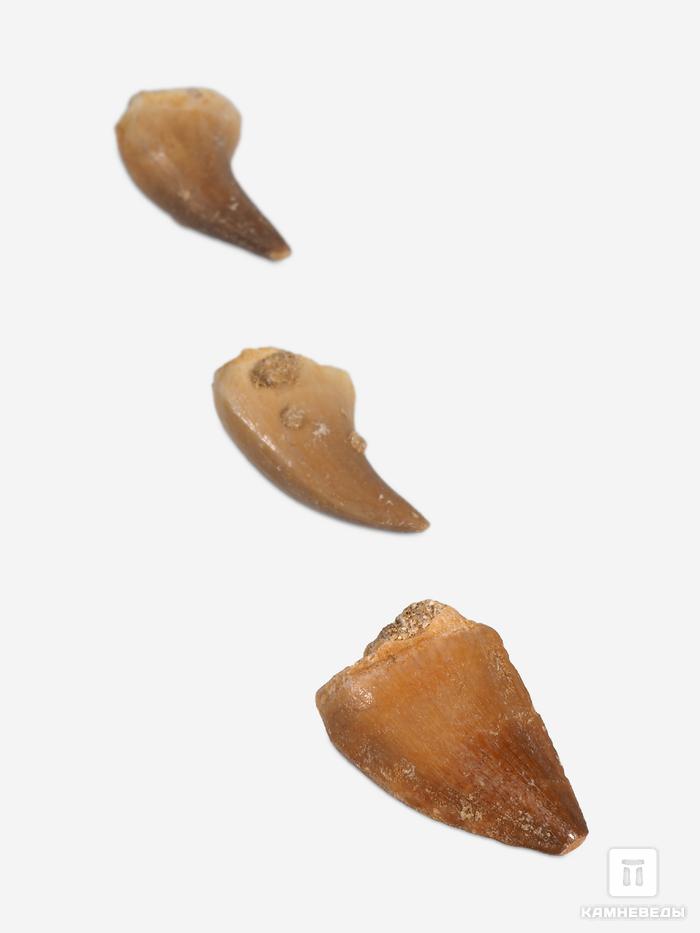 Зуб мозазавра окаменелый (Mosasaurus anceps), 1,5-2 см, 9948, фото 2