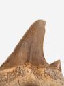 Зуб акулы Otodus obliquus, 3,5х3 см, 8-16/5, фото 2