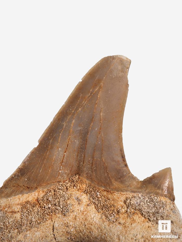 Зуб акулы Otodus obliquus, 3,5х3 см, 8-16/5, фото 2
