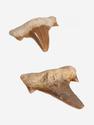 Зуб акулы Otodus obliquus, 3,5х3 см, 8-16/5, фото 1