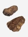 Трилобит Diacalymene ouzregui, 6,5-10,5 см, 13816, фото 1